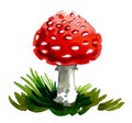 Fly-agaric mushroom Royalty Free Stock Photo