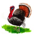 Turkey bird