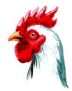 White rooster head