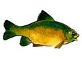 Yellow green fish