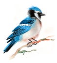 Blue jay bird