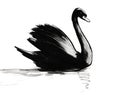 Black Swan On The Water
