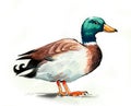 Watercolor duck Royalty Free Stock Photo