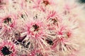 Pink and white blossoms and buds of the Australian native Corymbia Fairy Floss