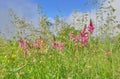 Pink wild  flowers  blooming in alpine meadow Royalty Free Stock Photo