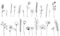 Ink wildflowers isolated elements. Hand drawn poppy, burdock, wheat, grass, wild rose, chamomile, cornflower, geranium Royalty Free Stock Photo