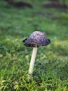 Shaggy Inkcap Toadstool