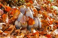 Inky cap or Coprinopsis atramentaria in forest