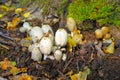 Inky cap or Coprinopsis atramentaria in forest