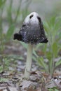 Inky Cap Fungus