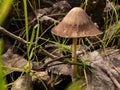 Inky cap mushroom growing on forest floor