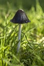 Inky cap mushroom with a white stalk among lush green grasses