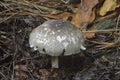 Inky Mushroom