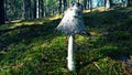 Inky mushroom Coprinus atramentarius