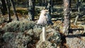 Inky mushroom Coprinus atramentarius Royalty Free Stock Photo