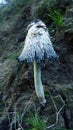 Inky mushroom Coprinus atramentarius Royalty Free Stock Photo