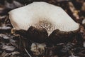 Inky mushroom growing on the ground in the forest Royalty Free Stock Photo