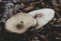 Inky mushrooms growing on the ground in the forest