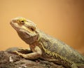 Inland Bearded Dragon