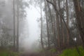 Inland Gran Canaria, fog at the crest of Valleseco, eucalyptus w