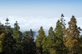 Inland Gran Canaria, view over the tree tops towards cloud cover Royalty Free Stock Photo