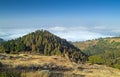 Inland Gran Canaria, view over the tree tops towards cloud cover Royalty Free Stock Photo