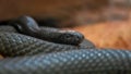 Inland taipan - Oxyuranus microlepidotus Royalty Free Stock Photo