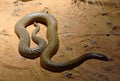 Inland taipan Oxyuranus microlepidotus Royalty Free Stock Photo