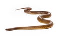 Inland Taipan Snake Moving Forward