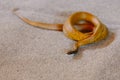 Inland taipan at snake show