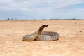 Dangerously venomous Inland Taipan