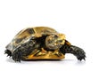 Inland turtles in Asia are called & x22;Impressed tortoise, Manouria impressa & x22;  on white background Royalty Free Stock Photo