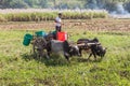 Burmese farmer at Inle Lake in Myanmar