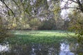 Inlet with floating plants on it