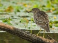 Inmature Black-crowned Night Heron Nycticorax nycticorax perched in a branch fishing