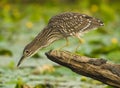 Inmature Black-crowned Night Heron Nycticorax nycticorax perched in a branch fishing