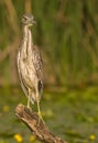 Inmature Black-crowned Night Heron Nycticorax nycticorax  perched in a branch fishing Royalty Free Stock Photo