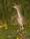 Inmature Black-crowned Night Heron Nycticorax nycticorax  perched in a branch fishing Royalty Free Stock Photo