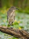 Inmature Black-crowned Night Heron Nycticorax nycticorax perched in a branch fishing