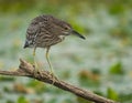 Inmature Black-crowned Night Heron Nycticorax nycticorax perched in a branch fishing