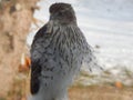 Inmature Coopers Hawk Royalty Free Stock Photo