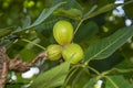 Inmature green Missouri pecans Royalty Free Stock Photo