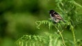 Inmature Male European Stonechat