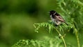 Inmature Male European Stonechat