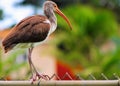 Inmature white ibis