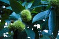 Inmature wild chestnut fruits