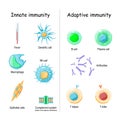 Innate and Adaptive immunity. comparison and difference Royalty Free Stock Photo