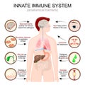 Innate immune system. anatomical barriers Royalty Free Stock Photo