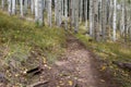 The Inner Basin Trail in Northern Arizona. Royalty Free Stock Photo
