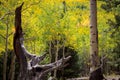 The Inner Basin Trail in Northern Arizona. Royalty Free Stock Photo